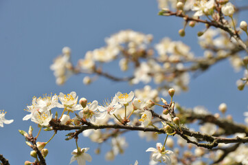Branche de cerisier en fleur