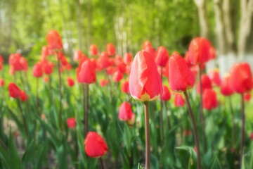Fototapeta na wymiar Red tulips grow in the park. Bright spring summer photo. The concept of a holiday, celebration, women's day.