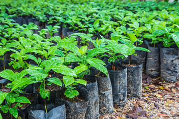 .Seedlings of coffee plants in a nursery