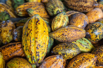 Cocoa fruit background and cocoa pod