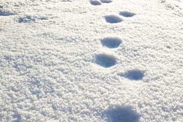 animal footprints in the snow, covered with frost on a sunny winter day
