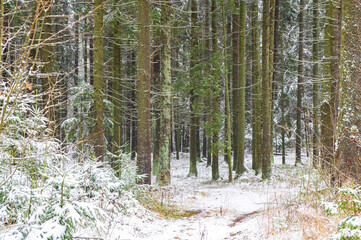 Winter forest with trees and bushes with snow