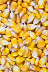 yellow corn kernels with visible details. Background or texture