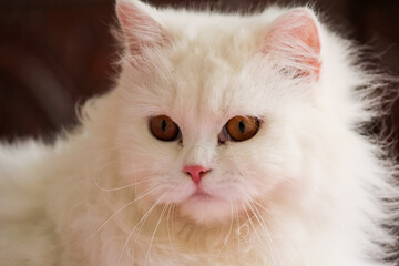 Fototapeta premium CAT DOLL FACE PERSIAN