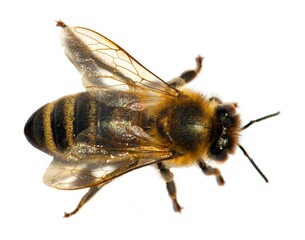 bee or honeybee in Latin Apis Mellifera