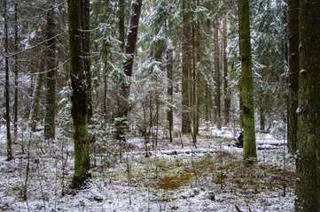 Winter forest with trees and bushes with snow