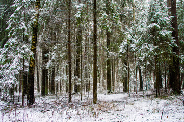 Fototapeta premium Winter forest with trees and bushes with snow