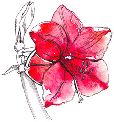 Watercolor red and black ink line art lily flower with stalk and bud on white background