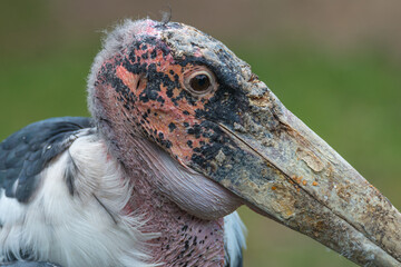 Portrait of a very old African Marabou stork bird with big beak, closeup, details.