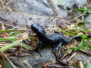 Alpine salamander (Salamandra altra) in natural environment, close up, in high mountains