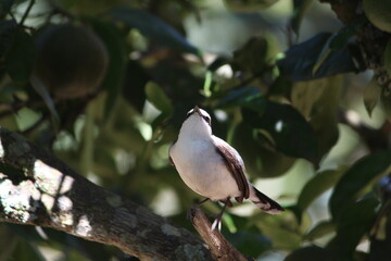 PÁSSAROS