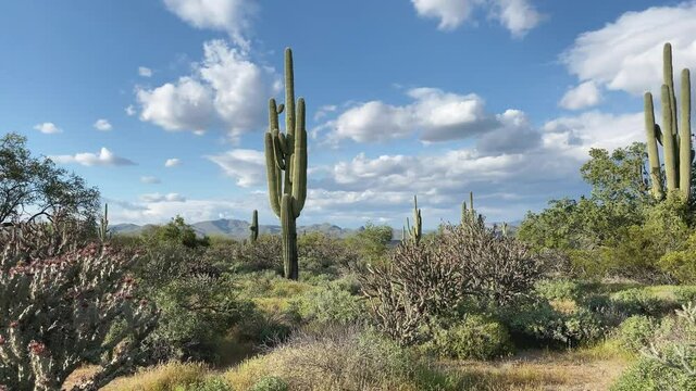 Beautiful desert landscape in spring with saguaro cactus and staghorn cholla cactus. Southern Arizona, USA. Slider left to right. Panorama.