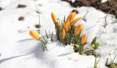 Spring flowers grow under the snow, a beautiful composition for Easter cards. Yellow crocuses in the sun rose after winter, beautiful primroses bloom on April day.