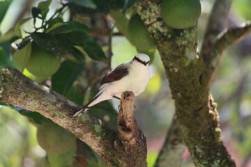 PÁSSAROS