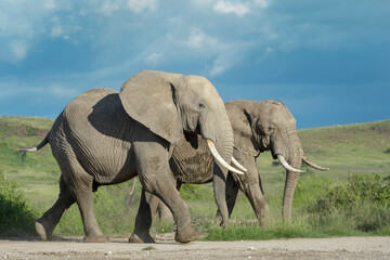 Two African elephant (Loxodonta africana) bull walking on savanna, Amboseli national park, Kenya.