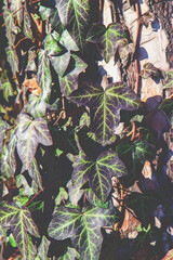 Fototapeta na wymiar Green ivy and wooden background in sunlight. Copy space for design