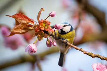 Blaumeise mit Kirschblüten