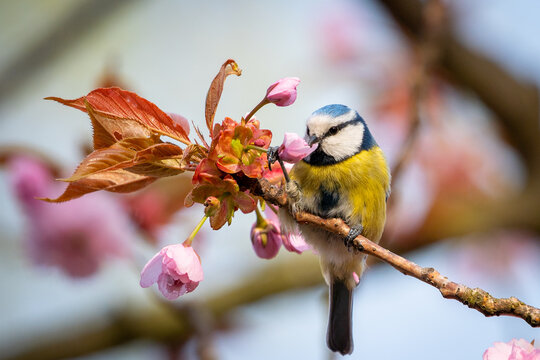 Blaumeise mit Kirschbl&uuml;ten