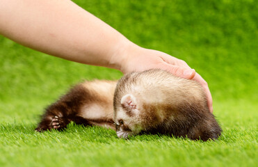 A gray-black sable lies on the grass and sniffs it. Domestic ferret concept. Exotic pet grooming...