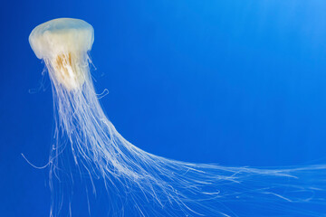 jellyfish (Chrysaora fuscescens)