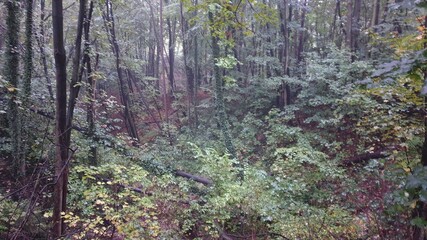autumn forest in the forest