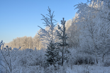 trees in the snow. pine and birch trees in white fluffy hoarfrost, snow-covered trees against a...