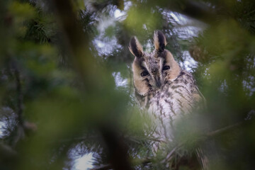 Hibou moyen-duc Asio otus dans son arbre dortoir