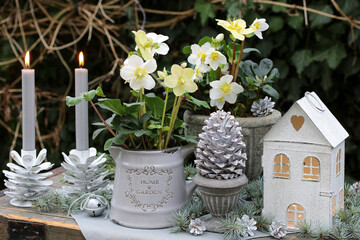 Winter-Gartendekoration mit Christrosen, Kerzen und Pinienzapfen