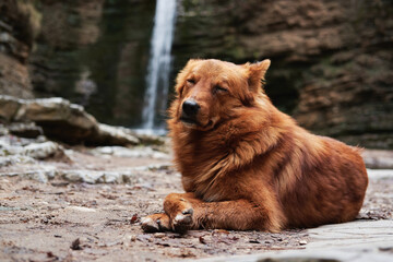 Fototapeta premium Adorable dog is traveling in mountains by river. Beautiful dark red dog mongrel lies near waterfall and enjoys moment with his eyes closed.
