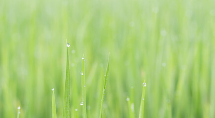 Water droplets on the light green rice leaves and blur green nature background