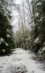 Path through a beautiful calm snowy coniferous forest on a dark winter evening