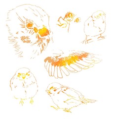 Tree Sparrow sketch Orange ver