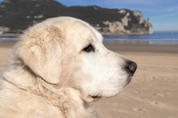 pretty golden retriever in the beach