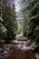 Path through a beautiful calm snowy coniferous forest on a dark winter evening