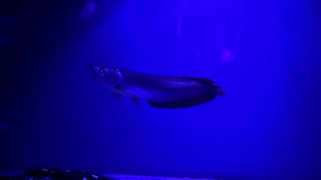 Nice close up photo of silver arowana fish in fresh water aquarium with nice light 4k video