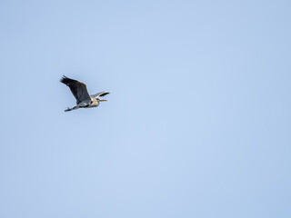 Grey Heron Flying in Blue Sky