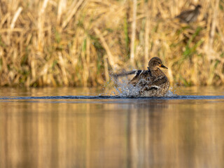 Mallard Duck on Sanderstead Pond