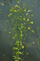 grass with small flowers on the background of water