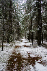 Obraz premium Path through a beautiful calm snowy coniferous forest on a dark winter evening