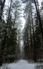 Path through a beautiful calm snowy coniferous forest on a dark winter evening