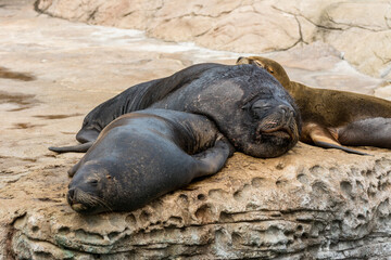 Seals sleeping on rock under sunlight in a zoo