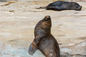 Seals sleeping on rock under sunlight in a zoo