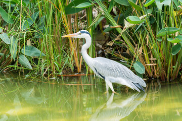 Grey heron (Ardea cinerea) walking in a green pond in wetland reserve