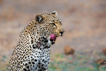 Leopard (Panthera pardus) female drinking water in Sabi Sands Game Reserve in the Greater Kruger Region in South Africa
