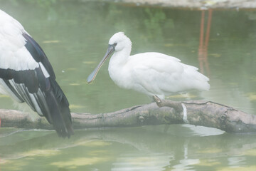 A spoonbill white bird ( Platalea leucorodia) standing a dried branch in a lake in the fog morning