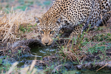 Leopard (Panthera pardus) female drinking water in Sabi Sands Game Reserve in the Greater Kruger Region in South Africa