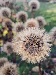 Dry fluffy brown ball plants at autumn.  