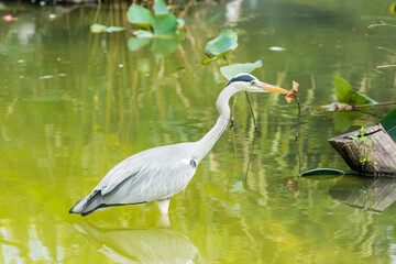 Grey heron (Ardea cinerea) walking in a green pond in wetland reserve