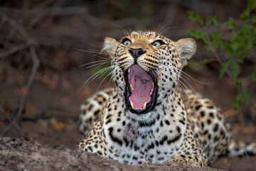 Leopard (Panthera pardus) yawning in Sabi Sands Game Reserve in the Greater Kruger Region in South Africa