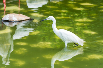 Obraz premium a little egret white bird standing at the lakeside of nature wetland reserve
